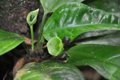 Anthurium llanense