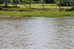 Tachycineta albilinea