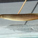 Macrognathus siamensis - Photo (c) 
Florida Museum, osa oikeuksista pidätetään (CC BY)