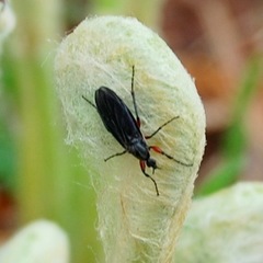 Bibio femoratus