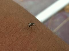 Aedes scapularis