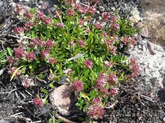 Lobelia jasionoides