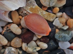 Staphylaea staphylaea