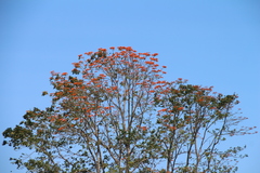 Erythrina poeppigiana