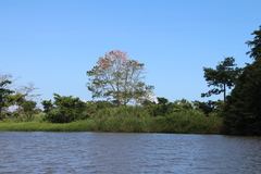Erythrina poeppigiana
