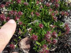 Lobelia jasionoides