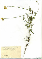 Scabiosa ochroleuca