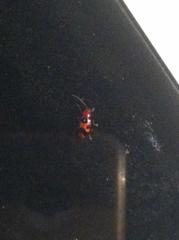 Malacorhinus irregularis