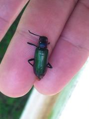 Strongylium auratum