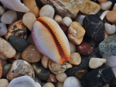 Staphylaea staphylaea