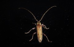 Eburida quadriguttata