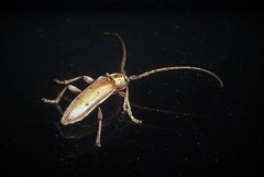 Eburida quadriguttata