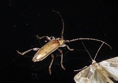 Eburida quadriguttata