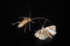 Eburida quadriguttata