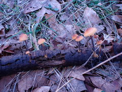 Heimiomyces fulvipes