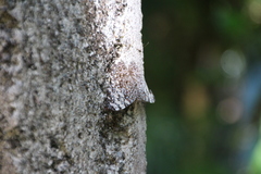 Hamadryas feronia