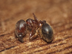 Pheidole