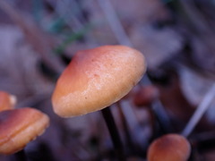 Heimiomyces fulvipes