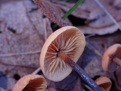 Heimiomyces fulvipes