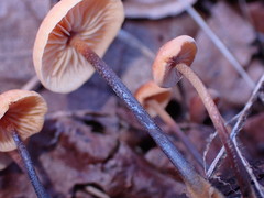 Heimiomyces fulvipes