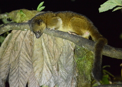 Olinguito photo 3