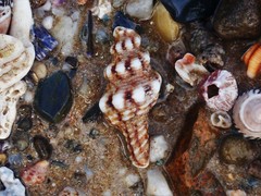 Marmorofusus nicobaricus