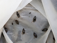 Aulonogyrus strigosus