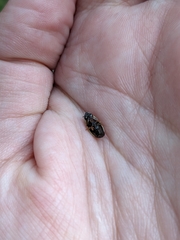 Aulonogyrus strigosus