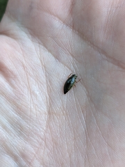 Aulonogyrus strigosus