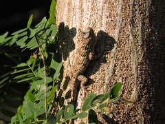 Sceloporus melanorhinus