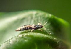 Heliothrips haemorrhoidalis