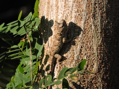 Sceloporus melanorhinus