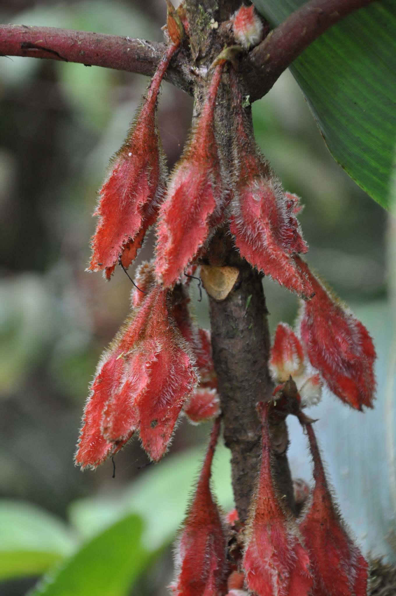 Glossoloma panamense