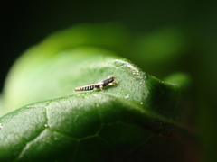 Heliothrips haemorrhoidalis