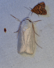 Cryptophasa gypsomera