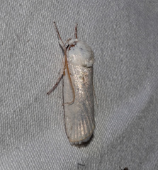 Cryptophasa gypsomera
