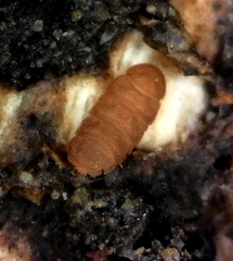 Eurypauropus