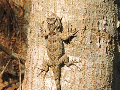 Sceloporus melanorhinus