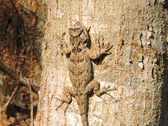 Sceloporus melanorhinus