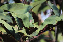 Rubroserrata mathewi