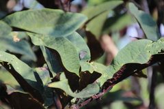 Rubroserrata mathewi