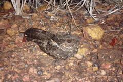 Systellura