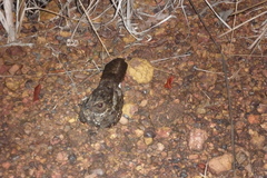 Systellura