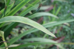 Trimezia martinicensis