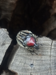 Trichaulax philipsii