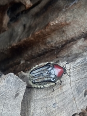 Trichaulax philipsii