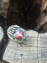 Trichaulax philipsii