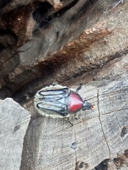 Trichaulax philipsii