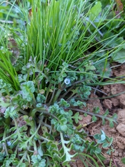 Nemophila pedunculata