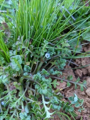 Nemophila pedunculata
